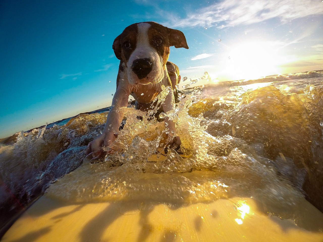 dog surfing water free photo