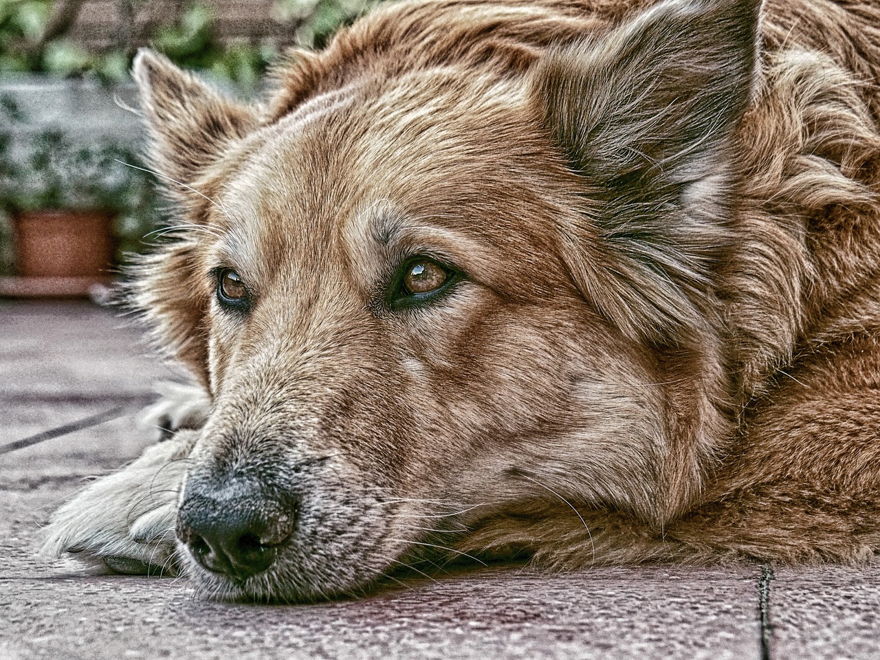 dog german shepherd dog animal free photo