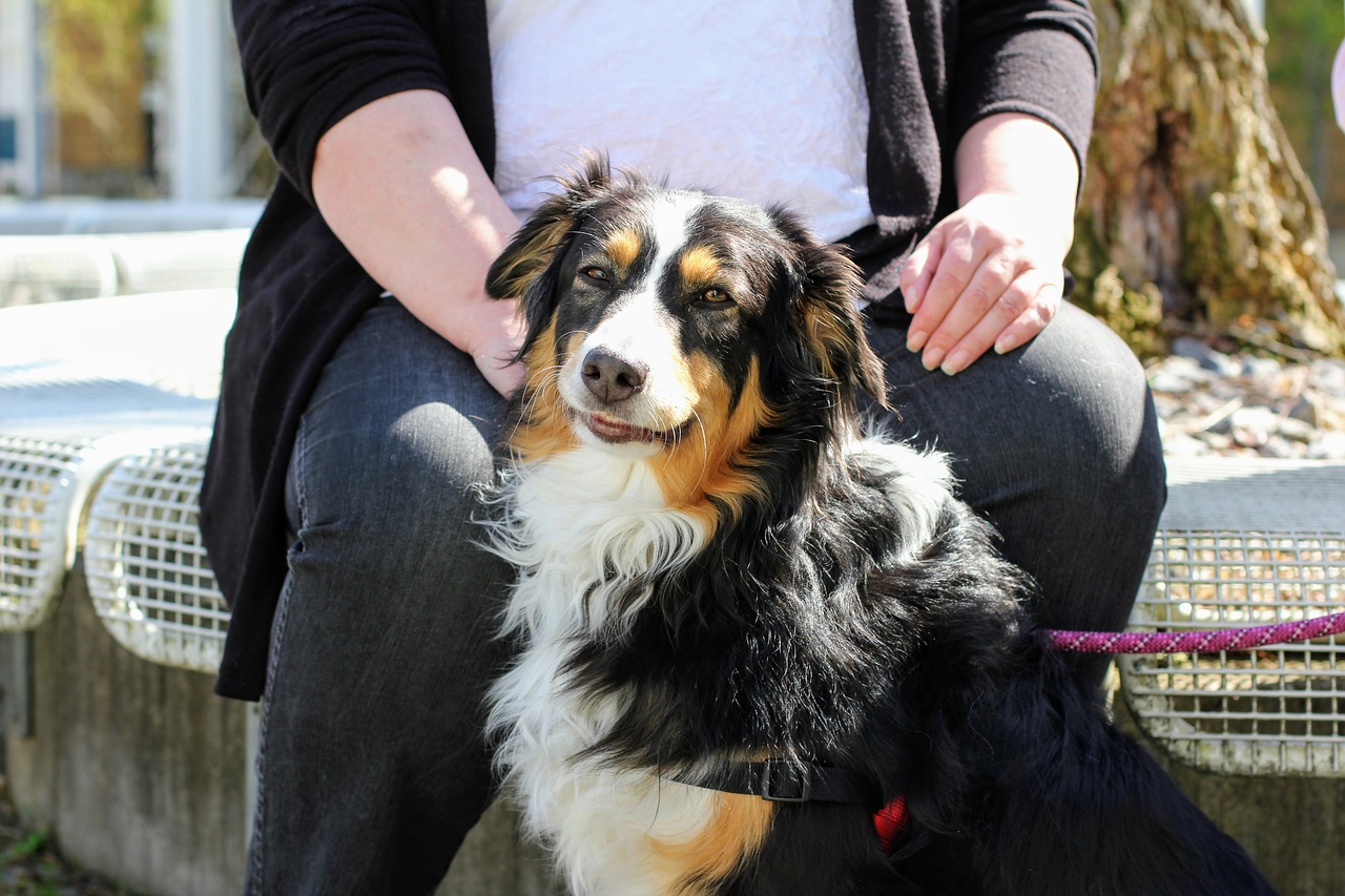 dog collie border collie free photo