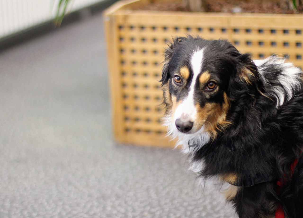 dog collie border collie free photo