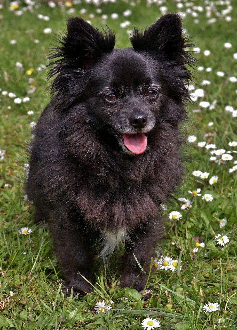 dog small black dog miniature dog free photo