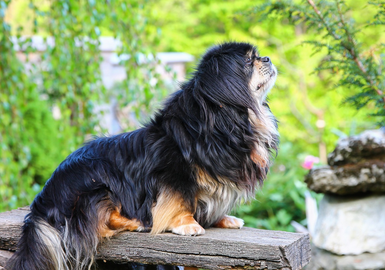 dog portrait animal free photo