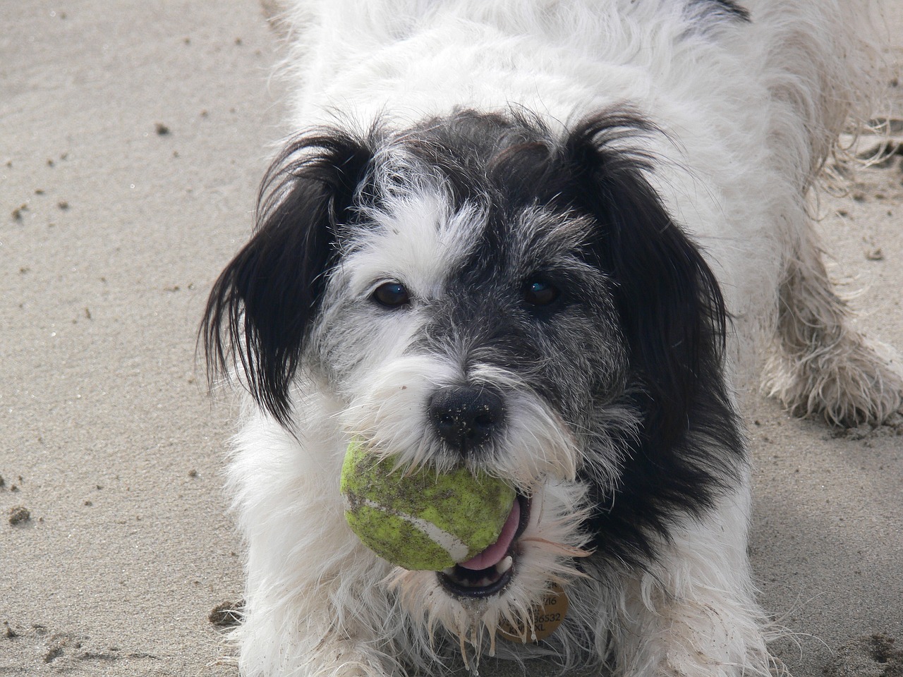 dog dog with ball dog on beach free photo