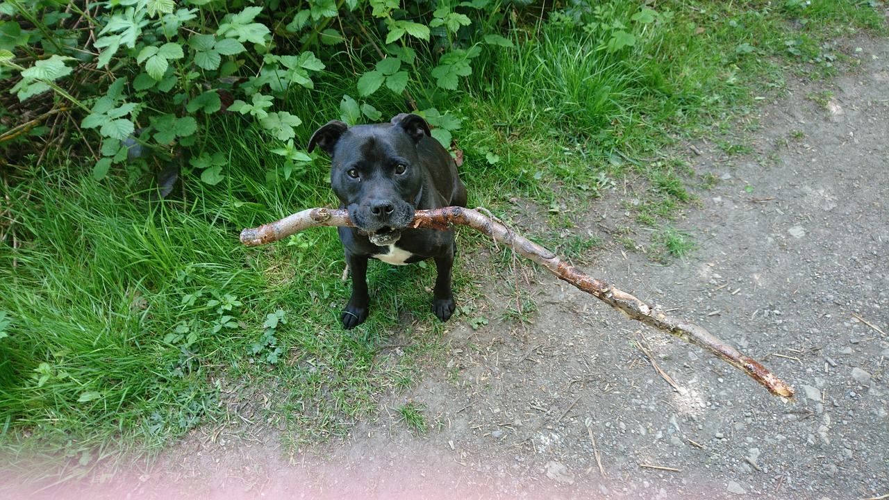 dog staffie staffordshire bull terrier free photo