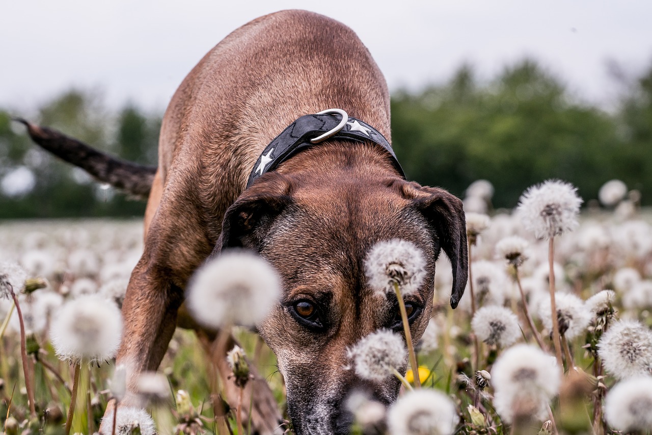 dog field animal free photo