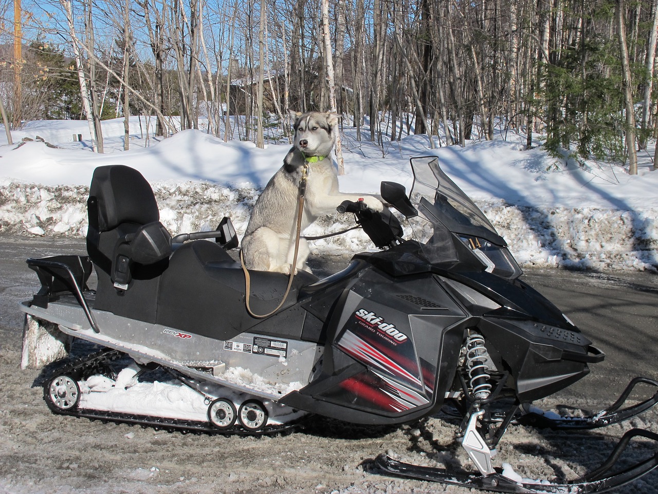 dog snowmobile québec free photo