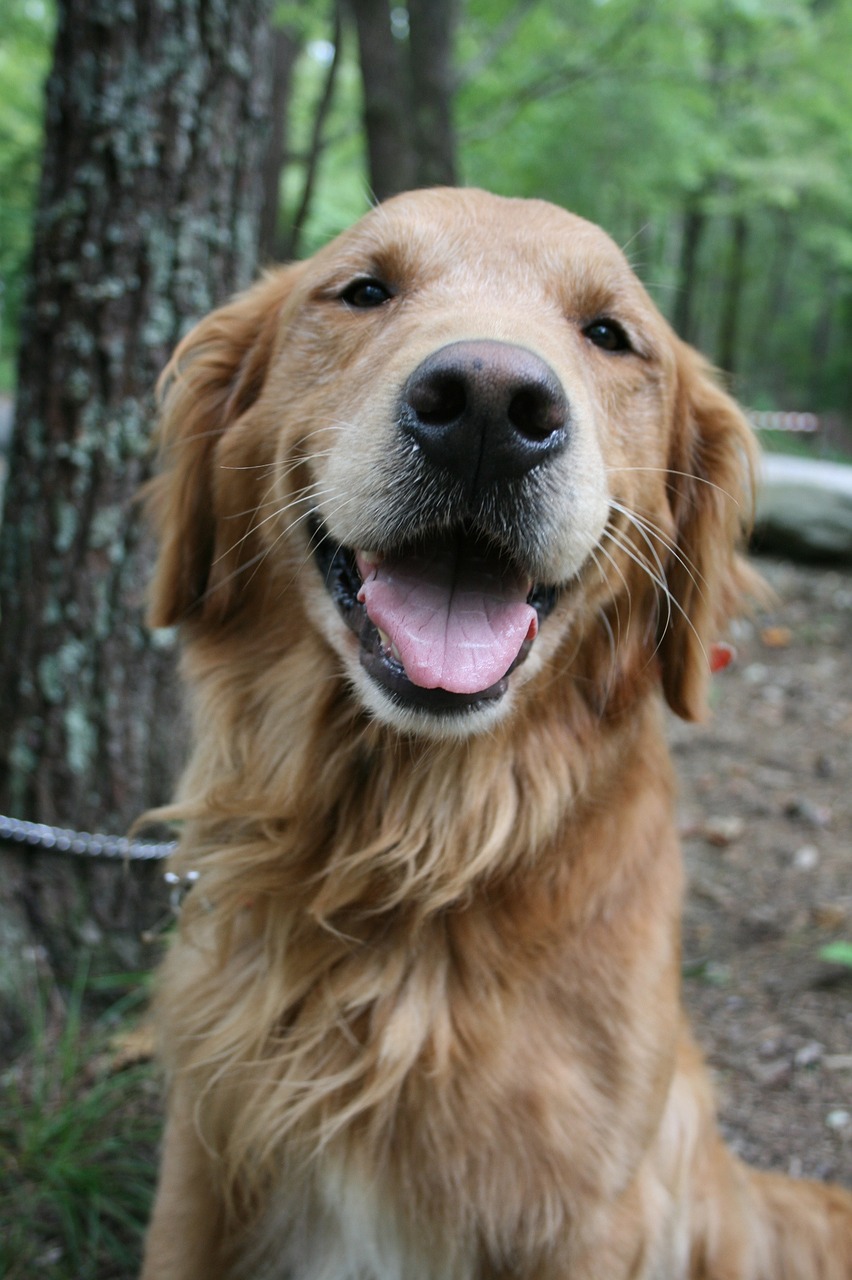 dog golden retriever labrador free photo