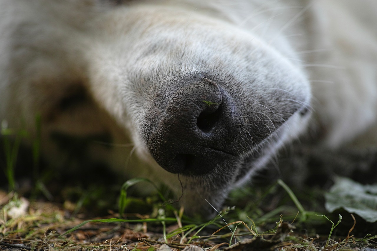 dog sleep nose free photo