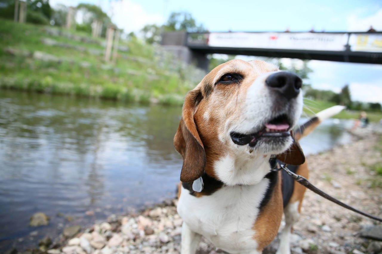 dog beagle river free photo