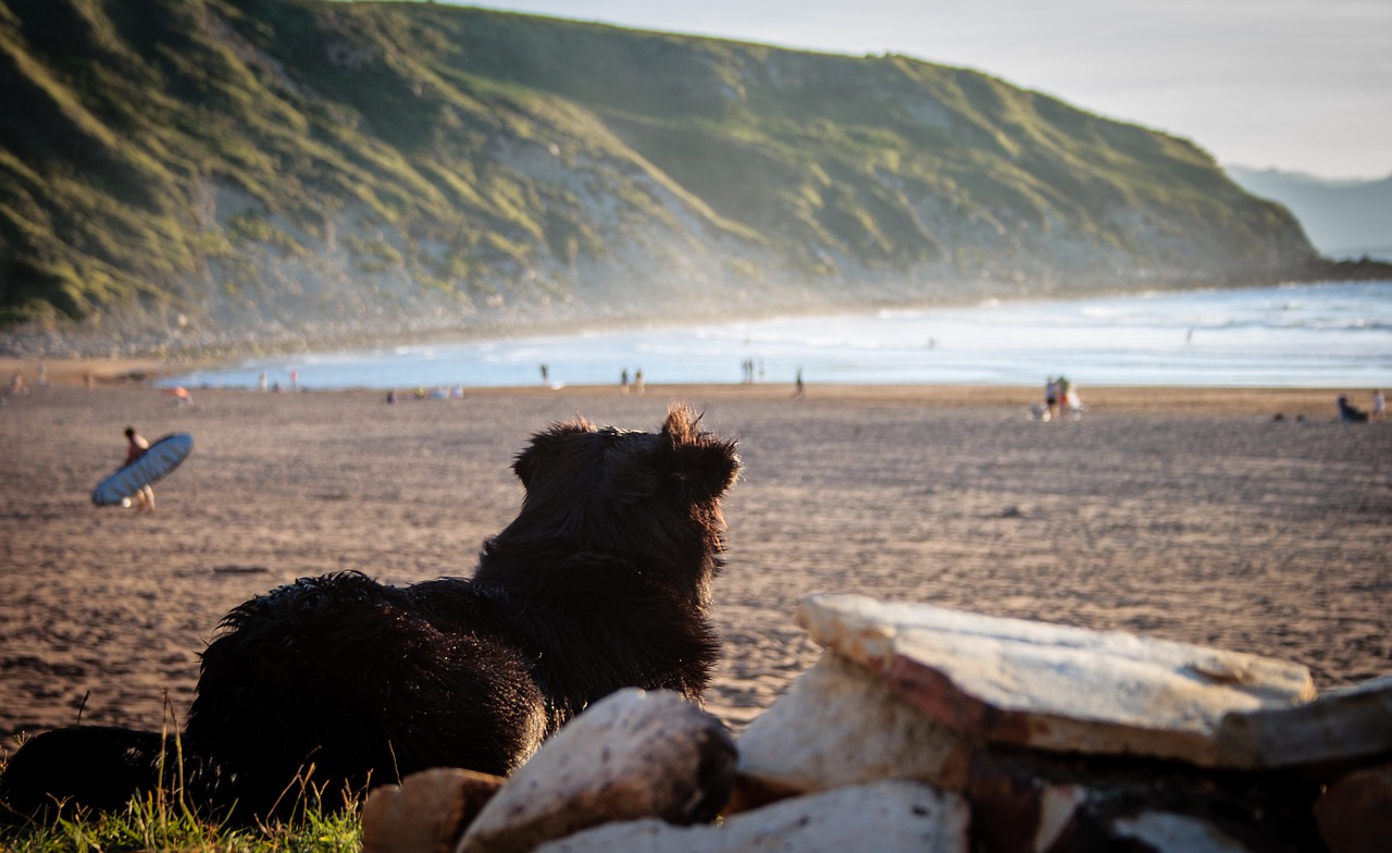 dog spain beach free photo