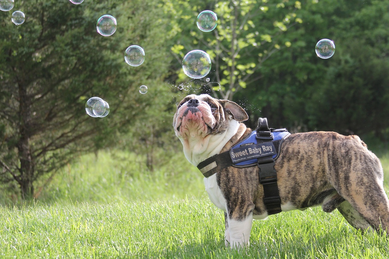 dog bubbles bulldog free photo