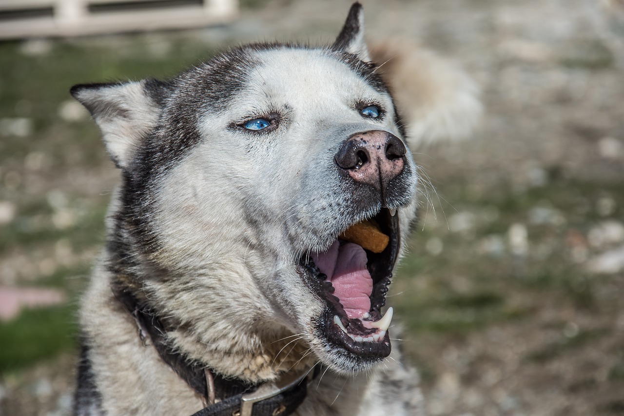 dog huskey pet free photo