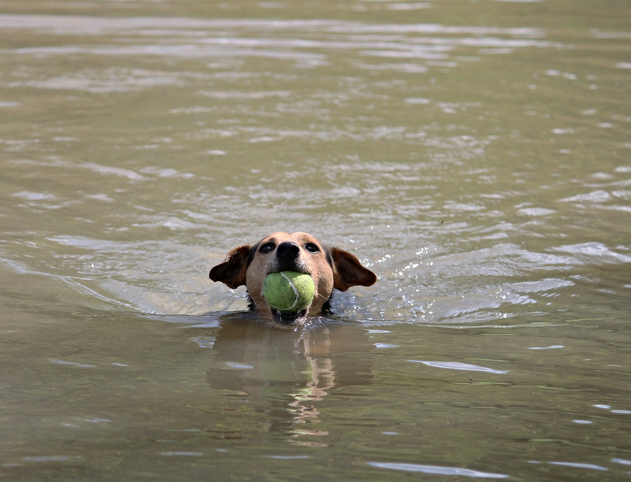 dog ball swim free photo