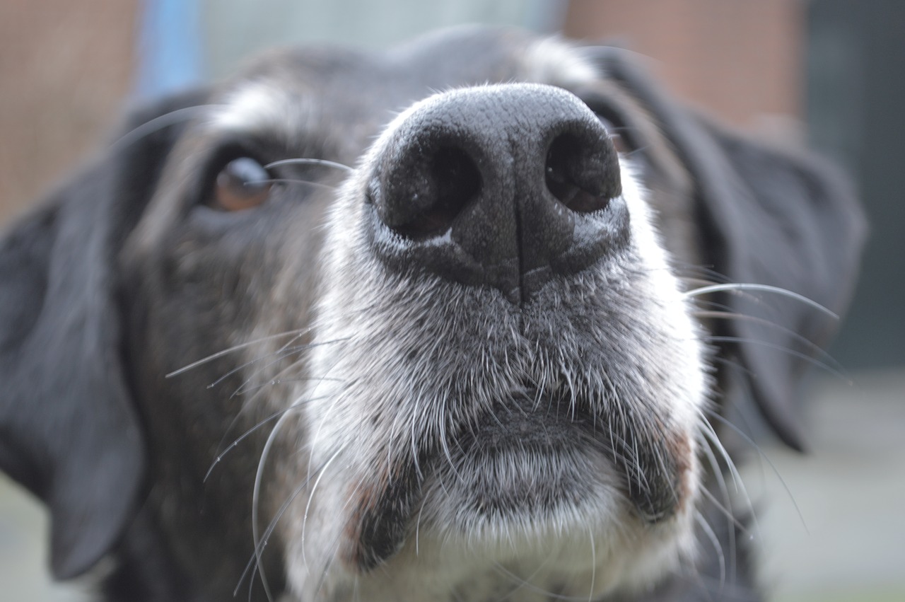 dog close up doglove free photo