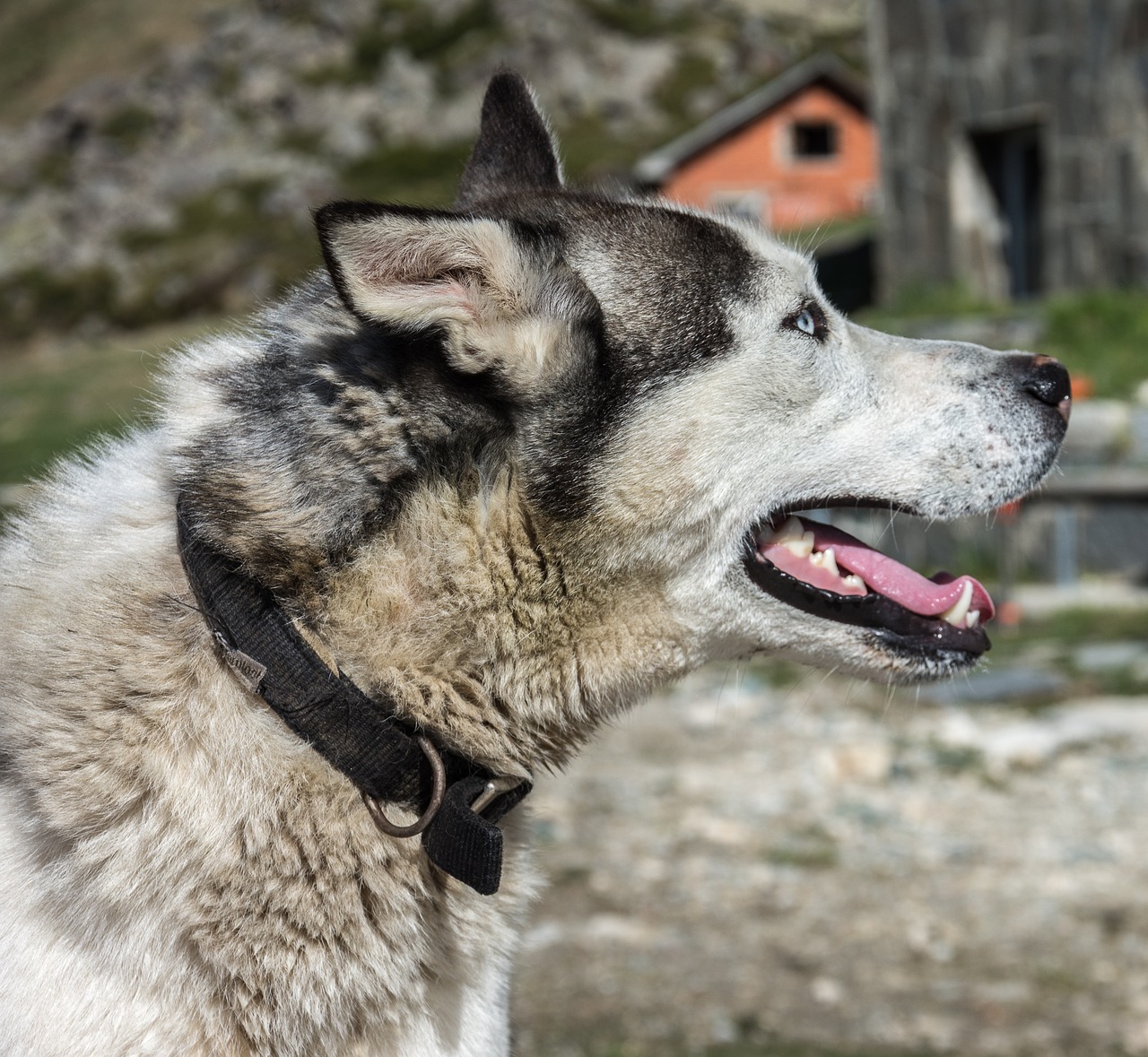 dog huskey pet free photo