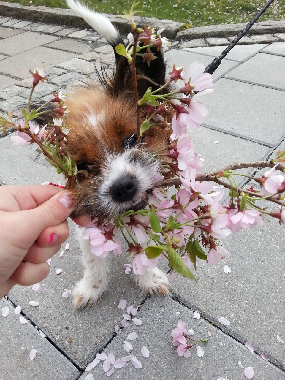 dog spring flower free photo