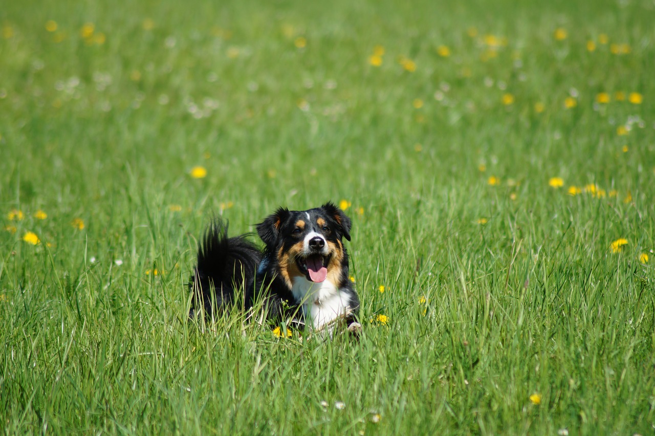 dog meadow green free photo