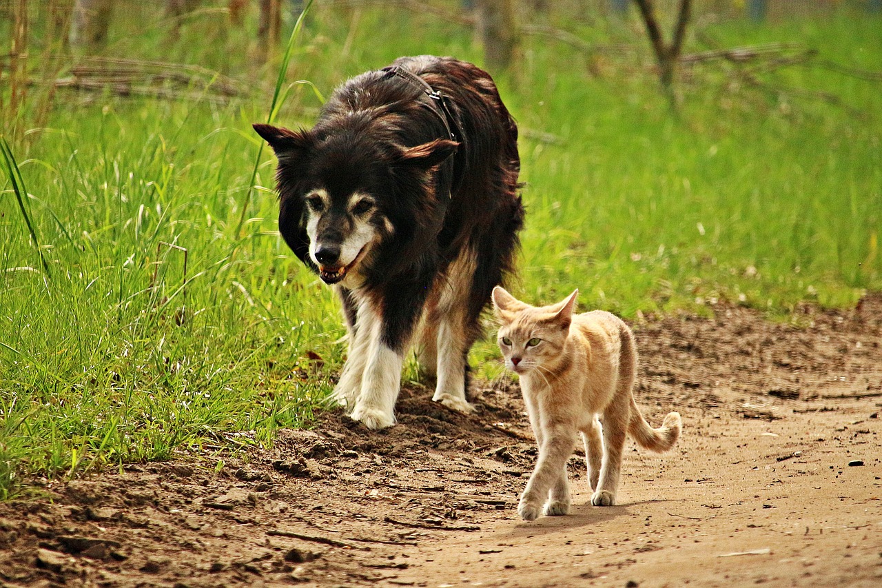 dog cat friendship free photo