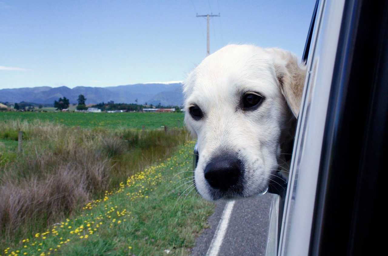 dog blue sky car free photo