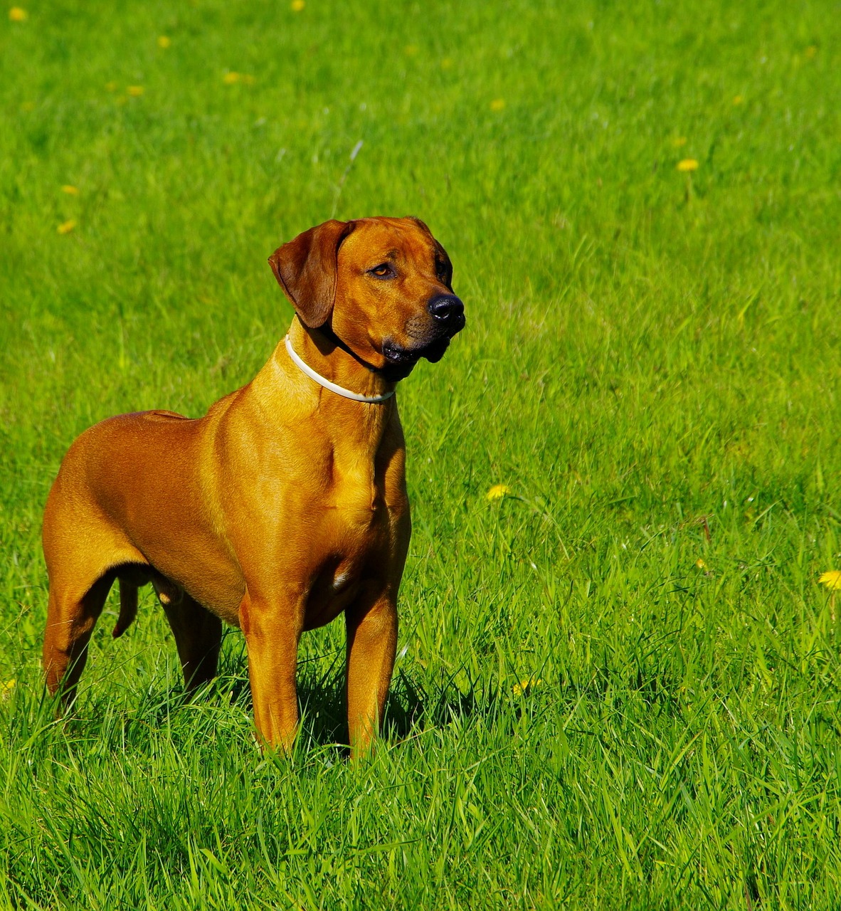 dog ridgeback rhodesian free photo