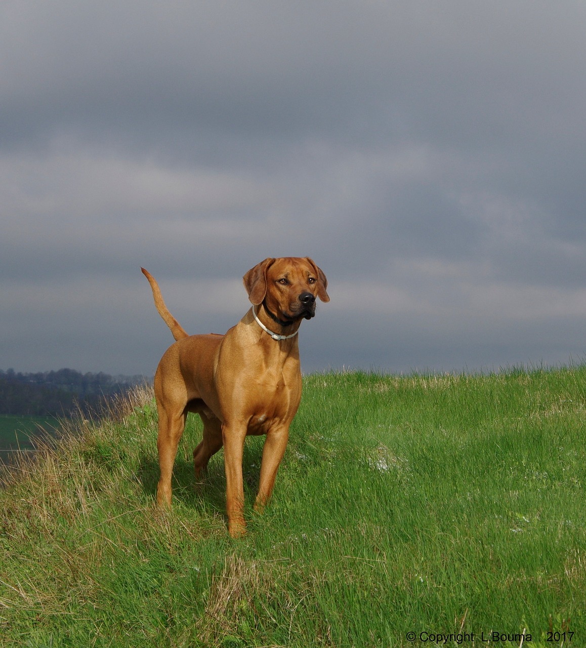 dog ridgeback rhodesian free photo