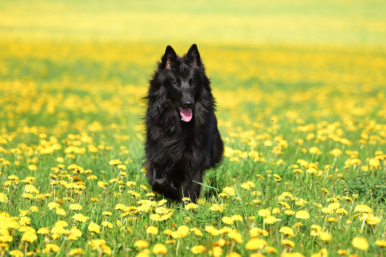 dog dandelion pet free photo