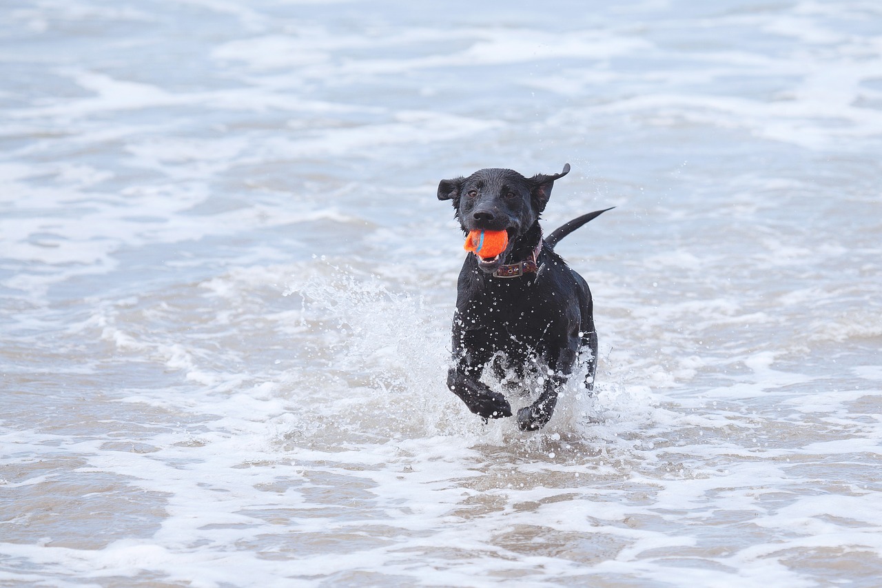 dog beach ball free photo