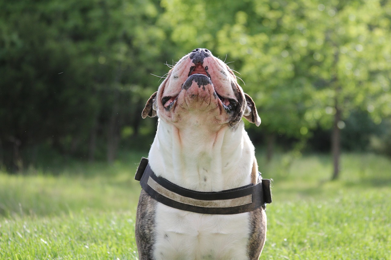 dog bulldog english bulldog free photo