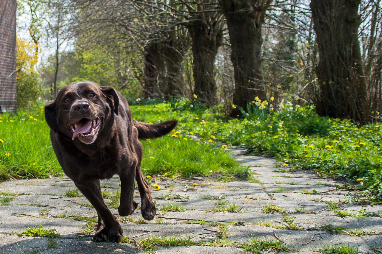 dog labrador retriever free photo