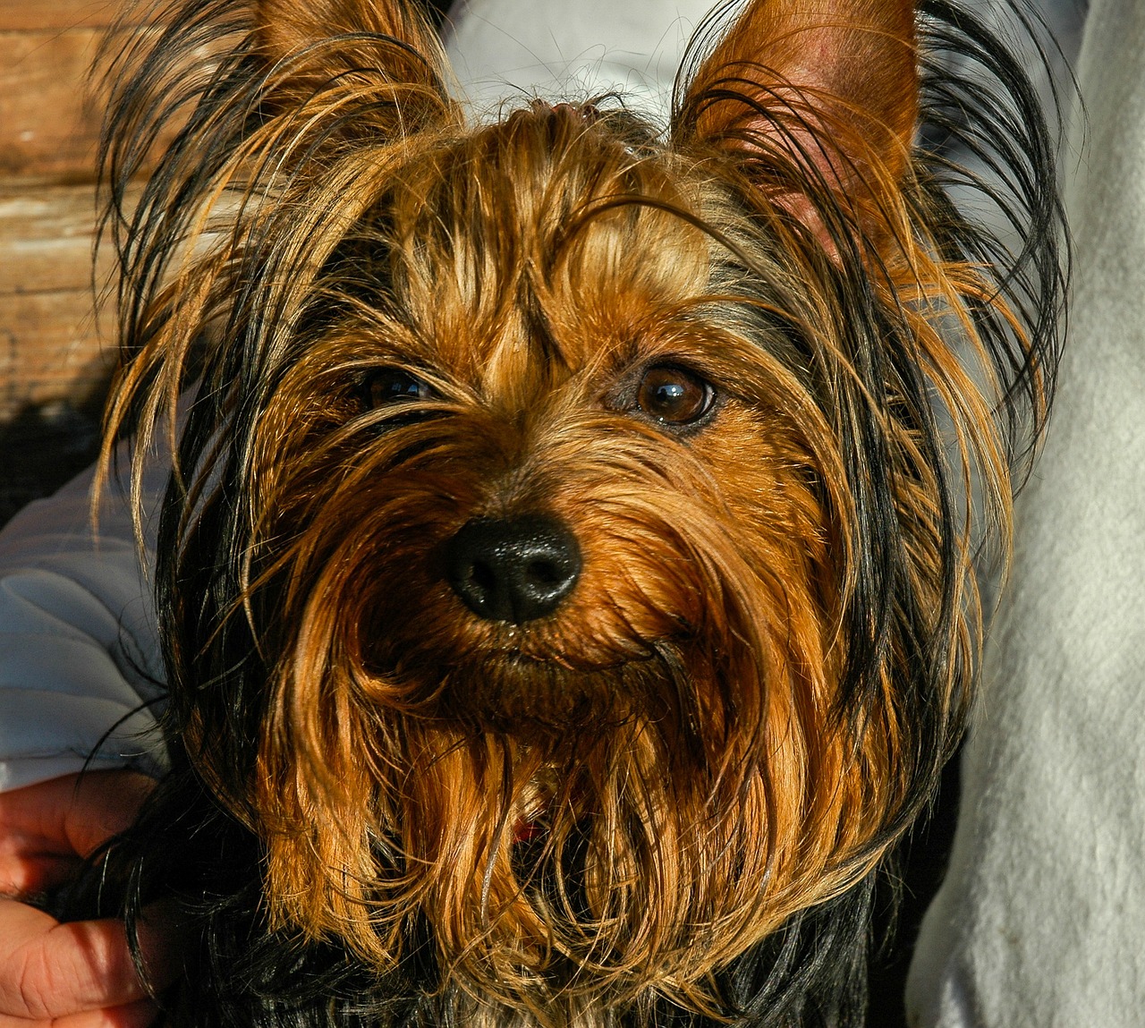 dog yorkshire terrier small dog free photo