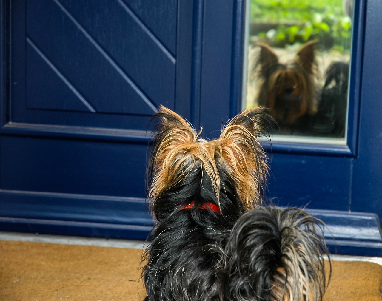 dog yorkshire terrier small dog free photo