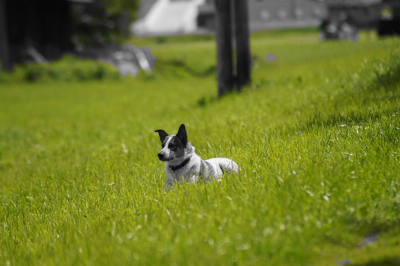 dog meadow attentive dog free photo