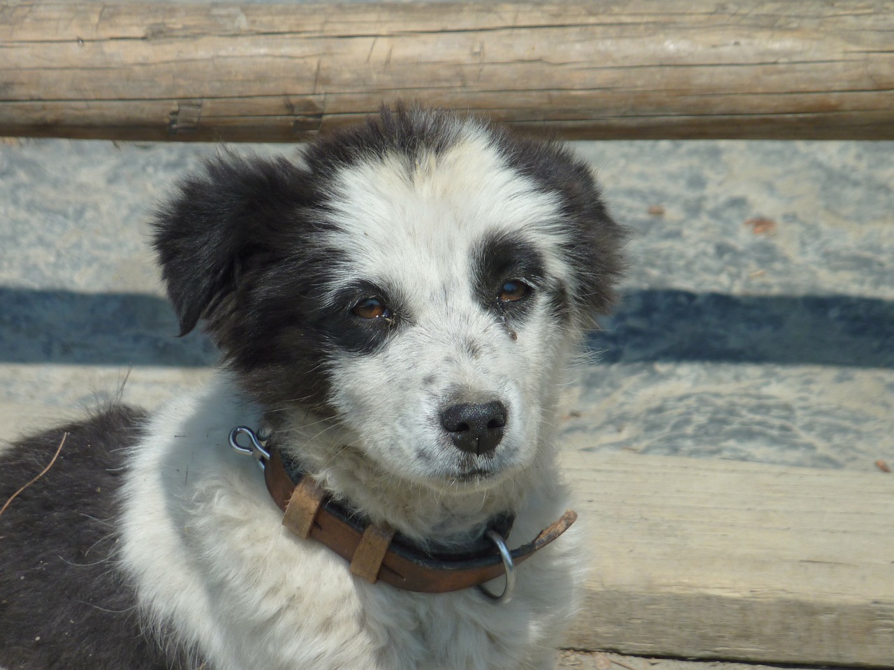 dog black nepal free photo