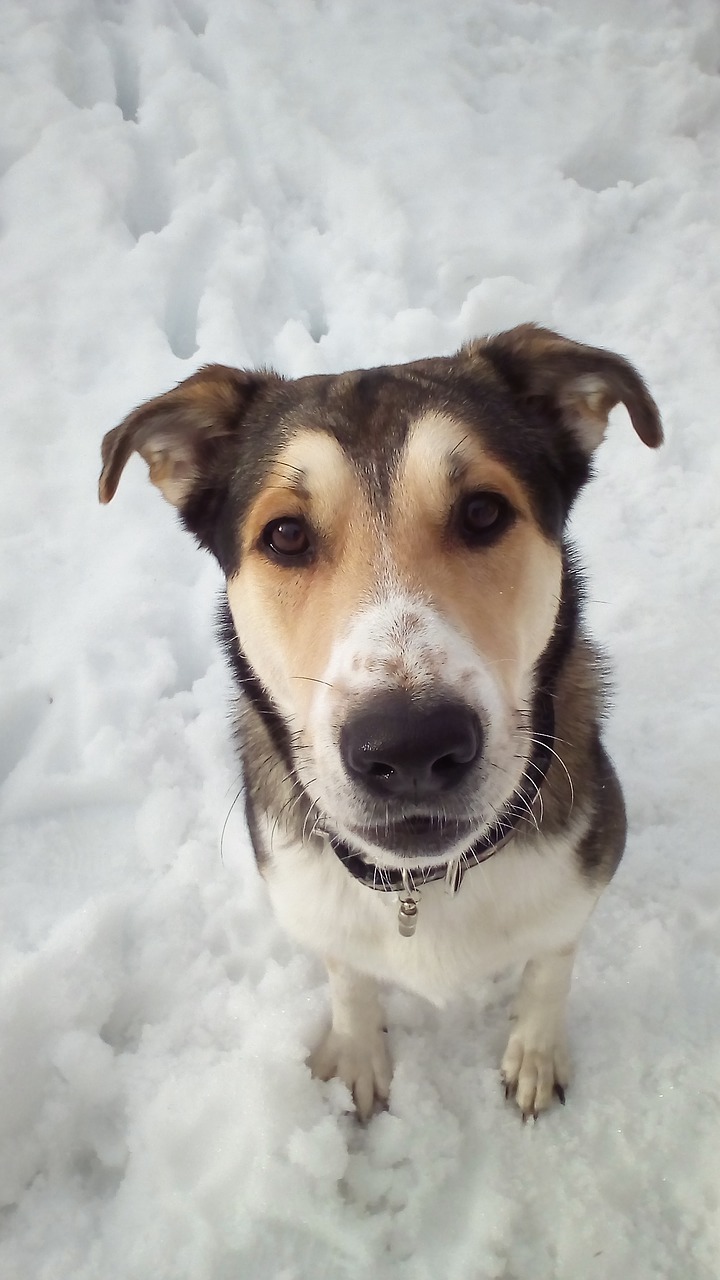 dog snout winter free photo