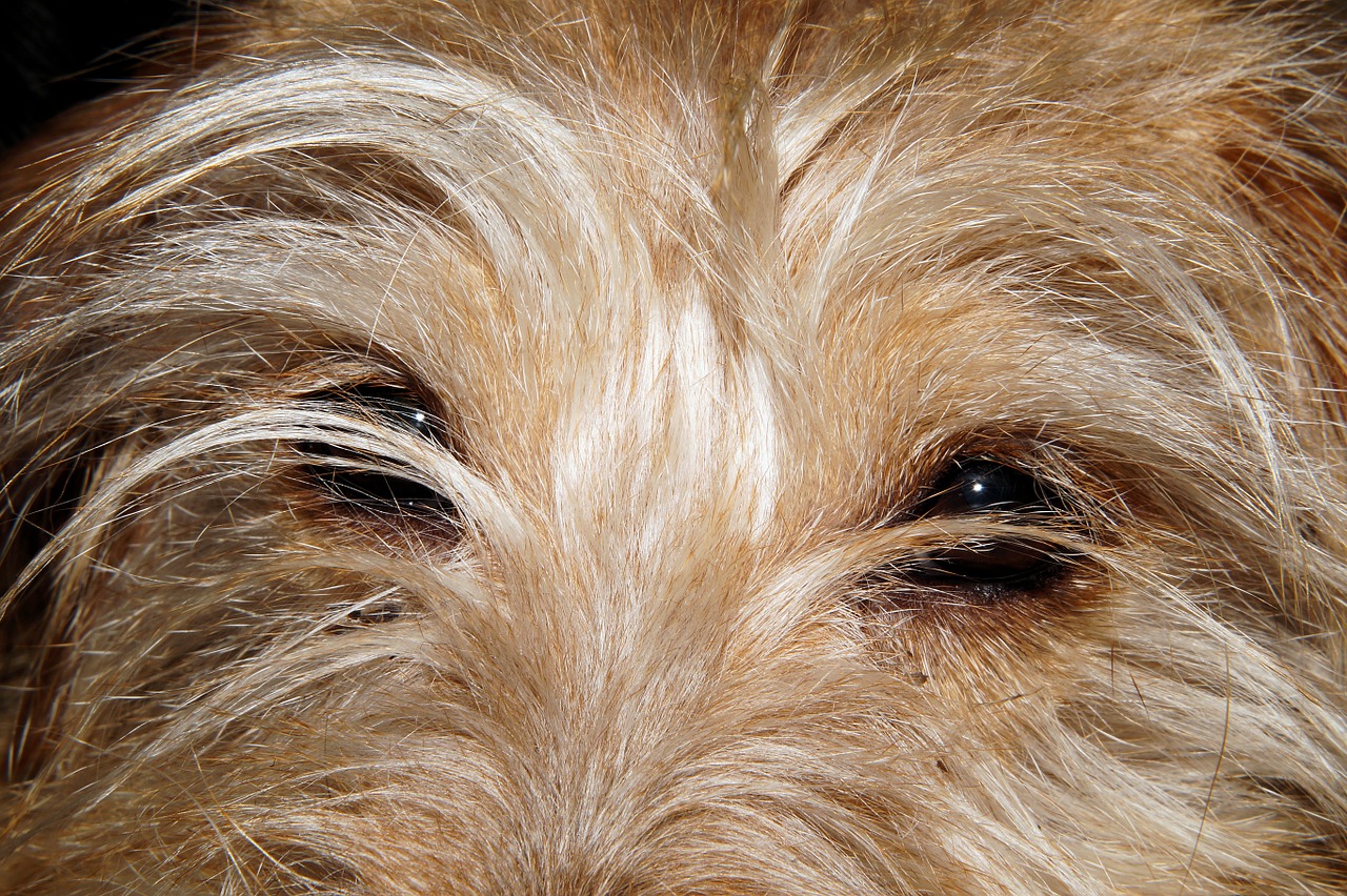 dog dog eyes close free photo