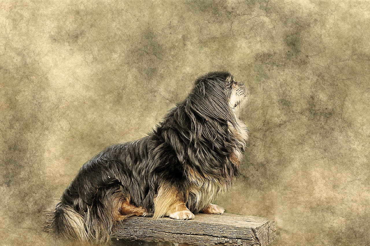 dog animal tibetan spaniel free photo