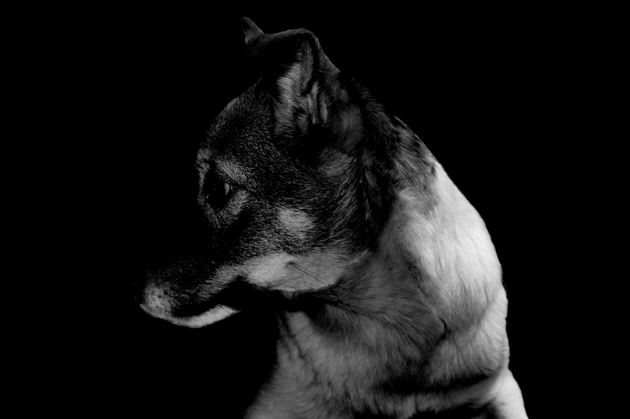 dog hybrid wildlife photography free photo