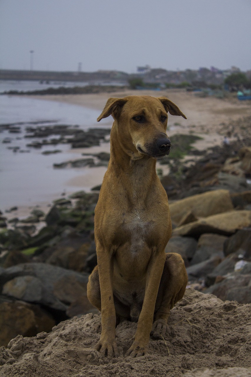 dog beach sea free photo