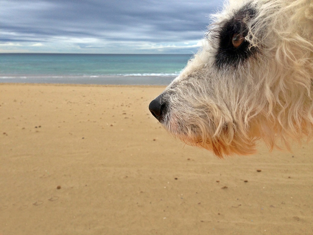 dog beach pet free photo