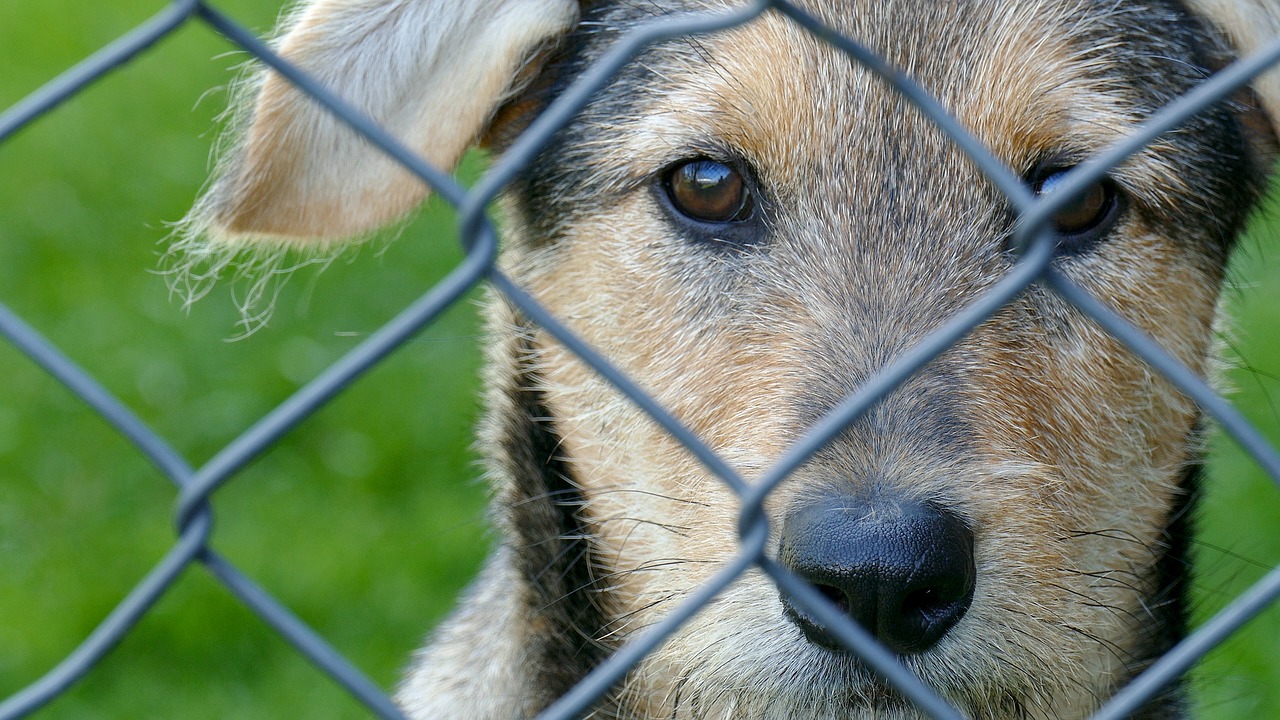 dog young small dog free photo