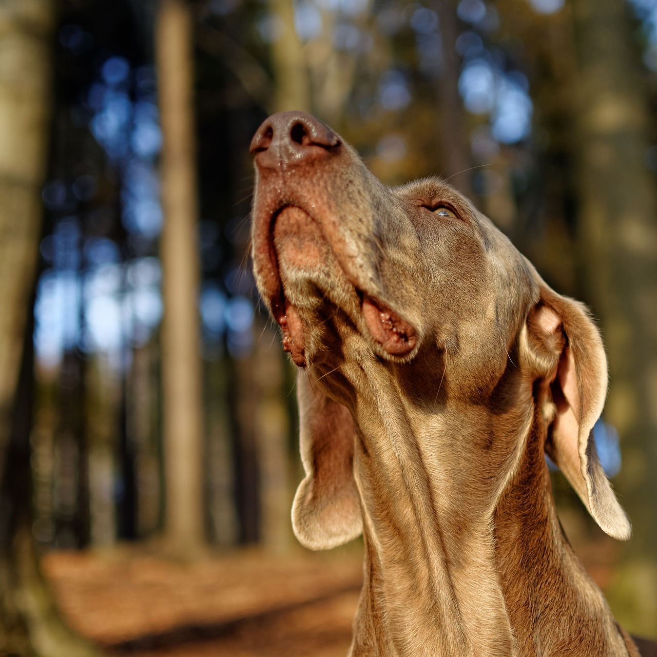 dog weimaraner portrait head free photo