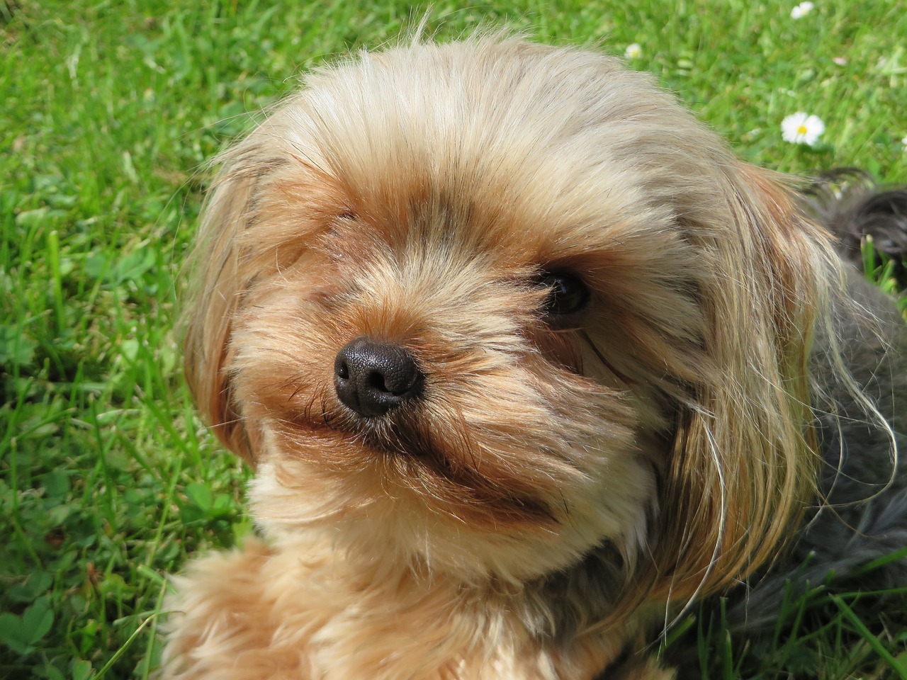 dog grass meadow free photo