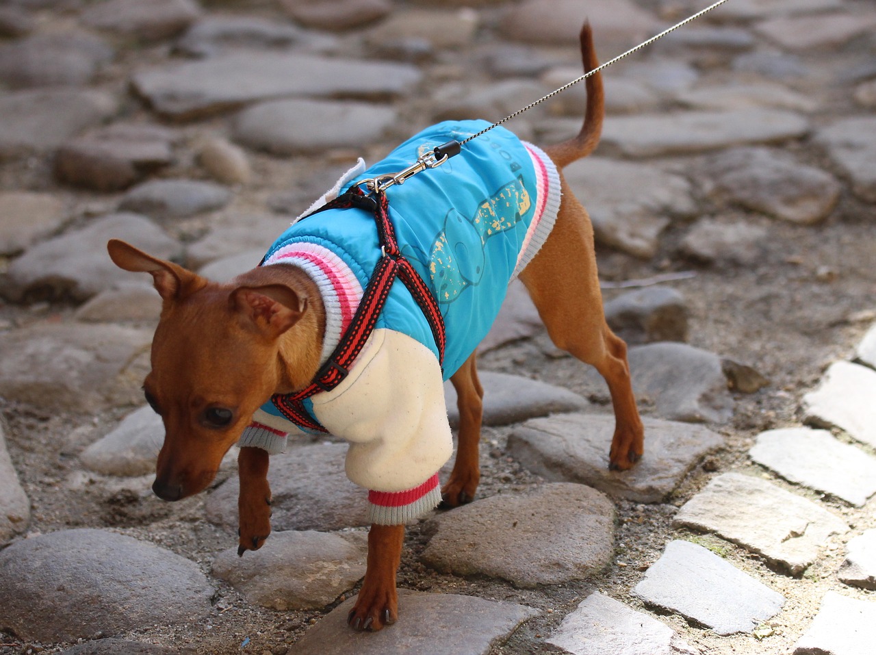 dog clothing fashion free photo