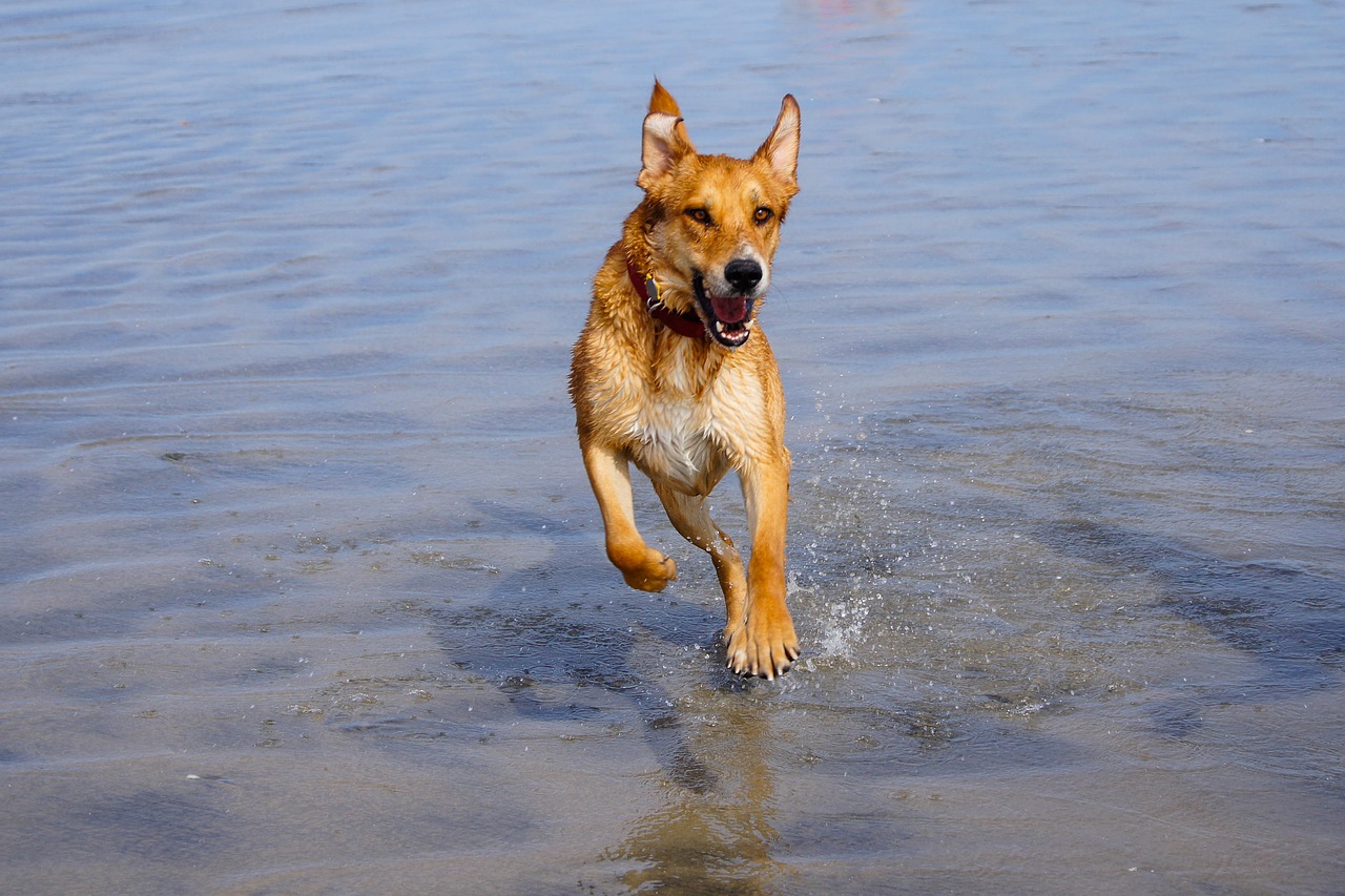 dog running water free photo