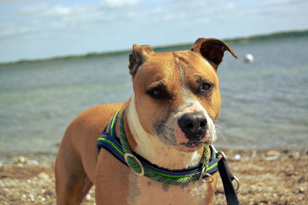 dog amstaff american free photo