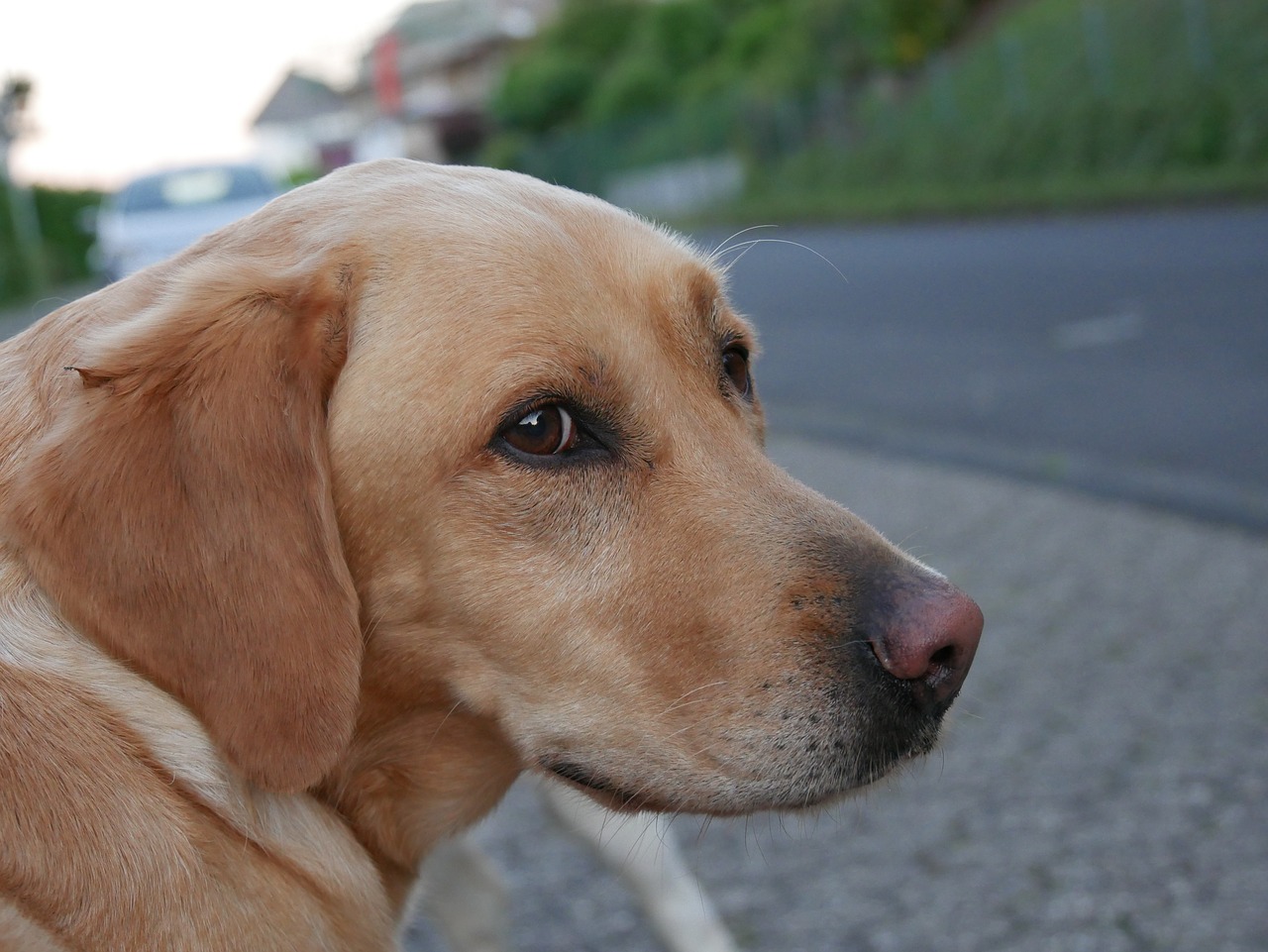 dog snout view free photo