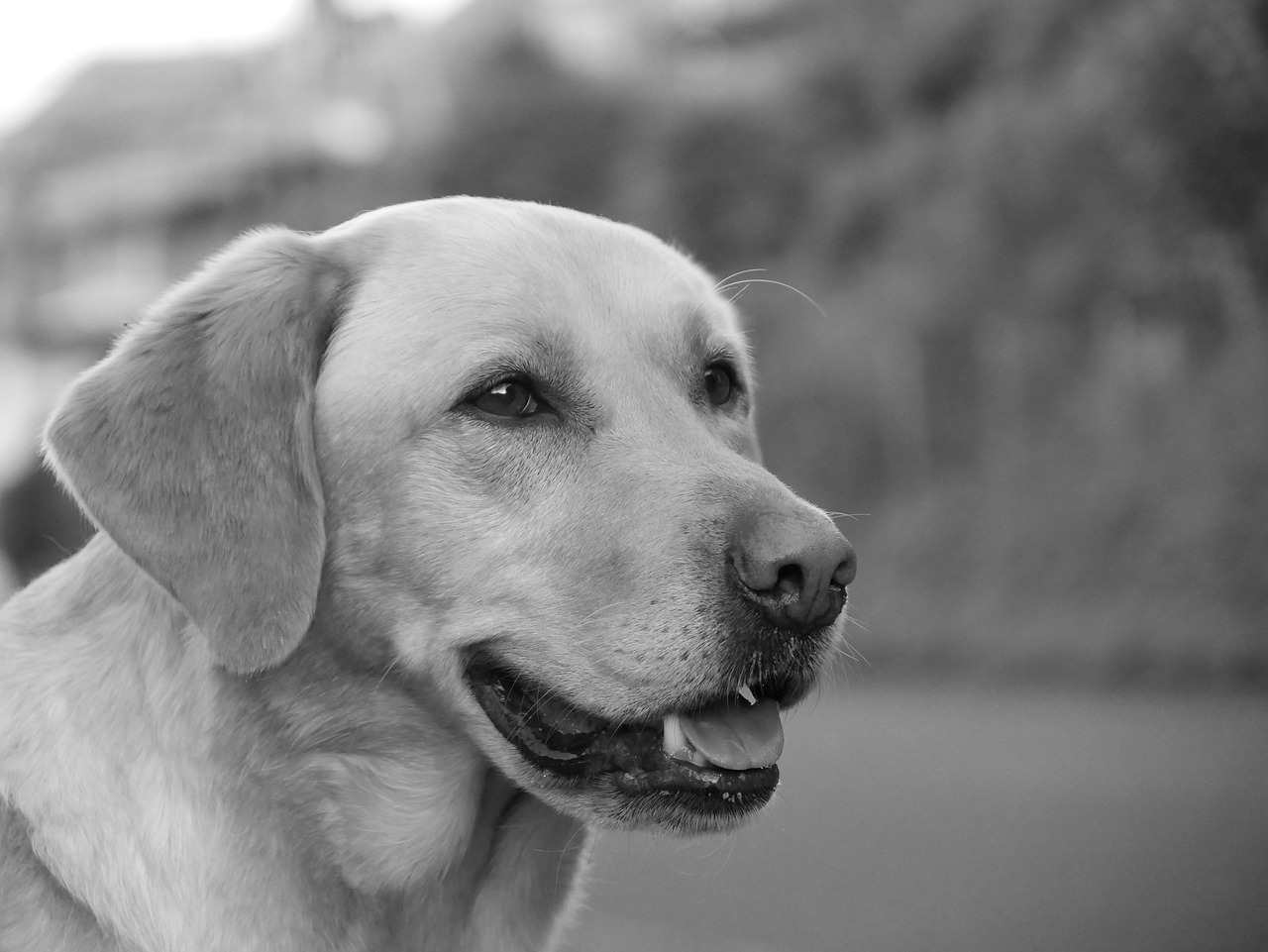 dog snout black and white free photo