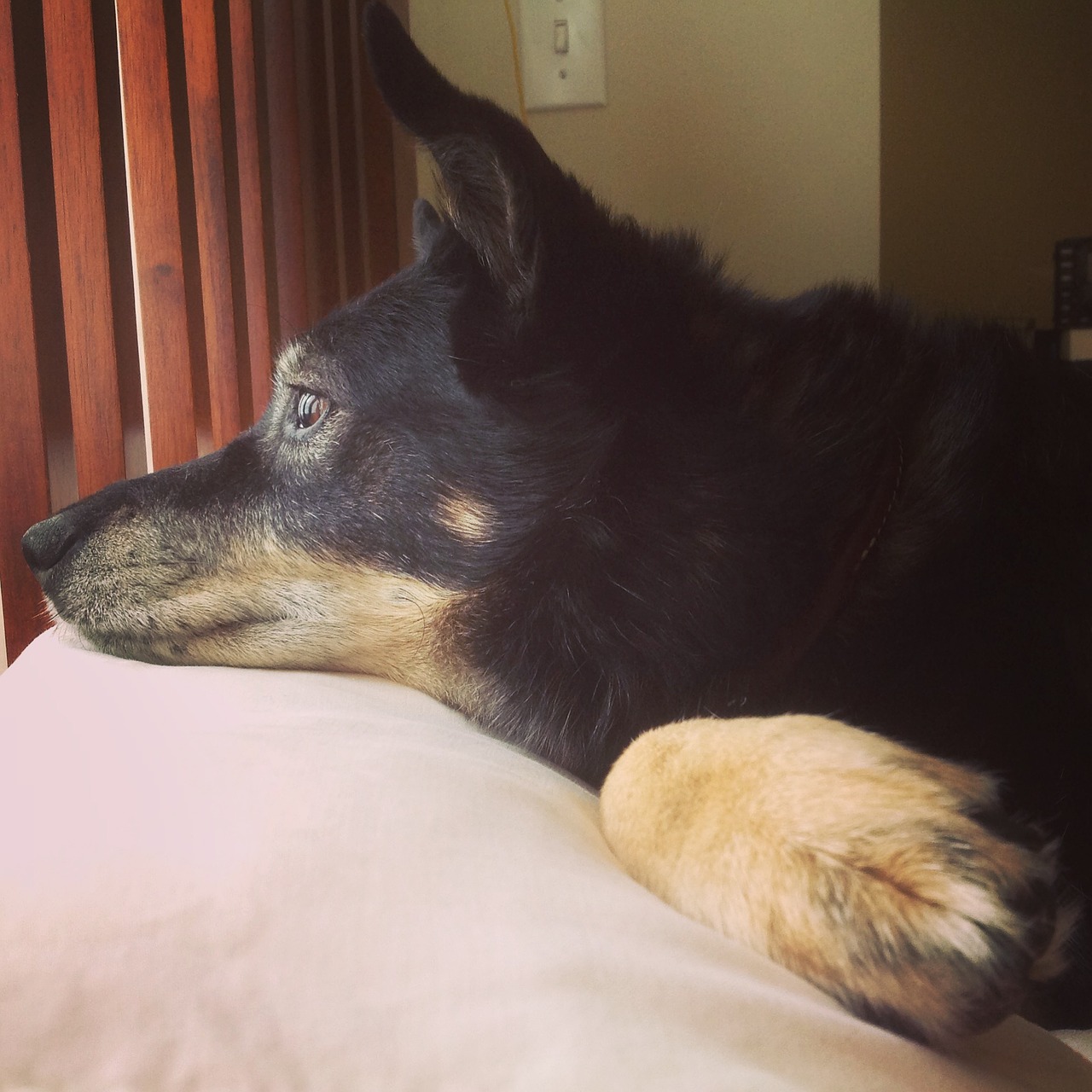 dog australian kelpie pet free photo