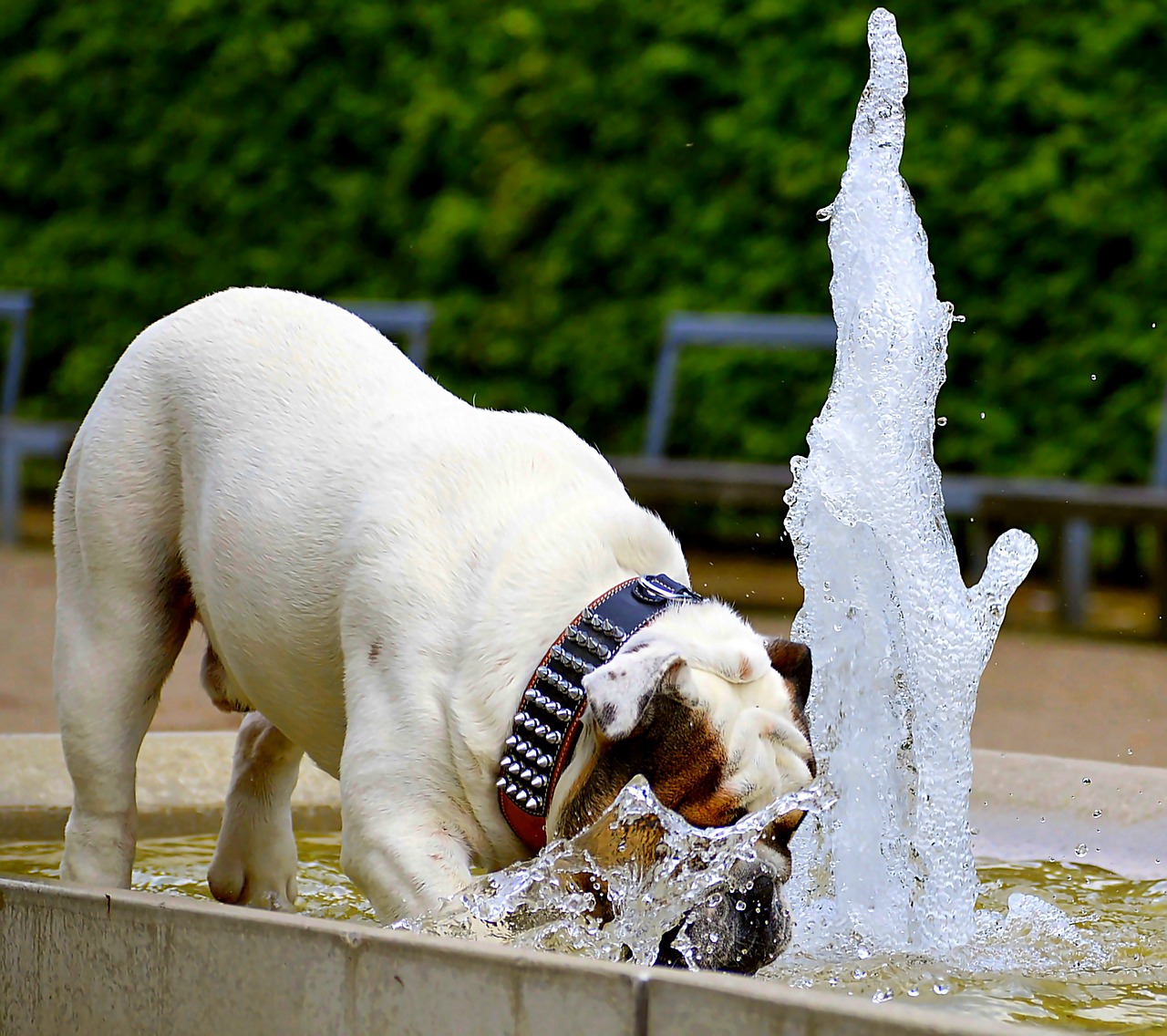 dog bulldog portrait free photo