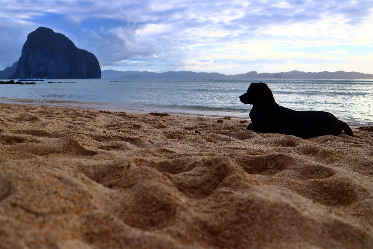 dog beach sand free photo